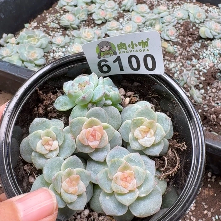 多肉植物多肉植物
