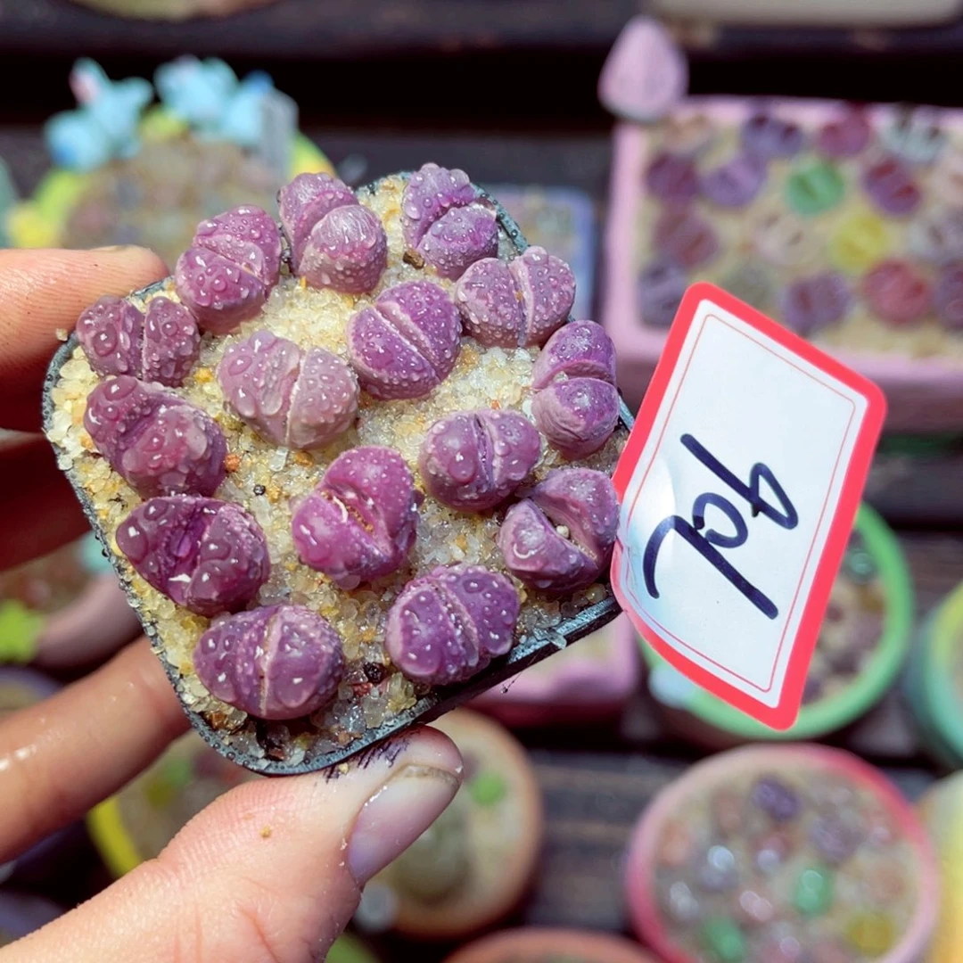 706生石花带盆发1