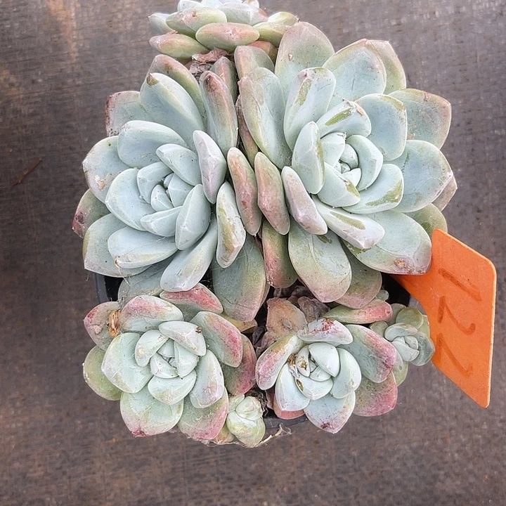 晨语多肉，一物一拍散122