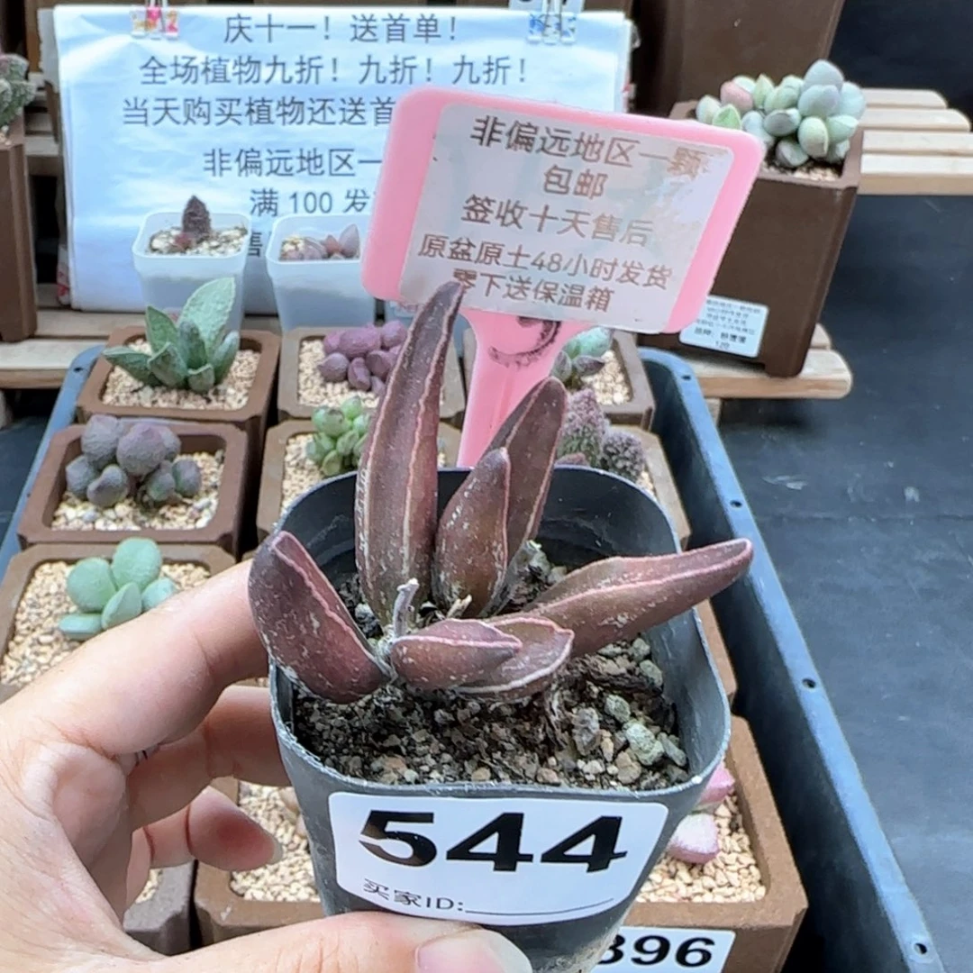 544黑肌楞叶多肉植物