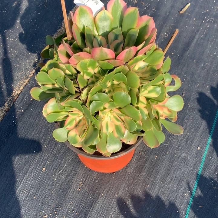677香妃多肉植物特价