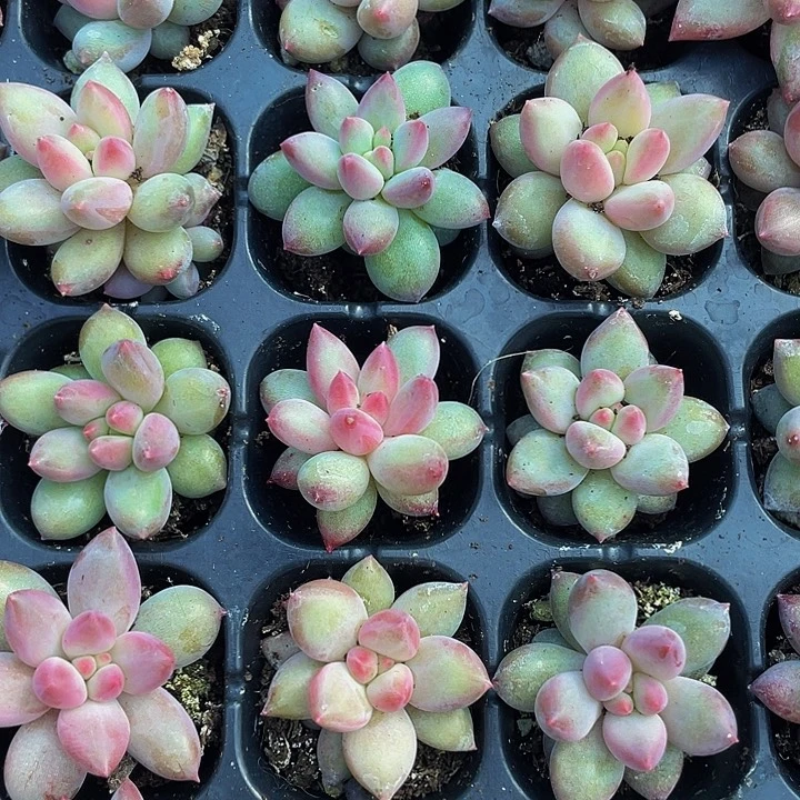 小虞美人2.8带土发