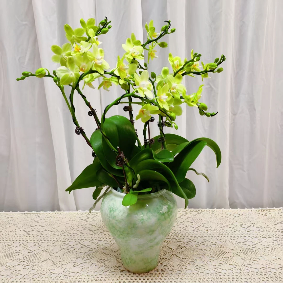 桦艺优选【台大微笑六】蝴蝶兰轻奢绿植花卉艺术高级盆栽植株好养