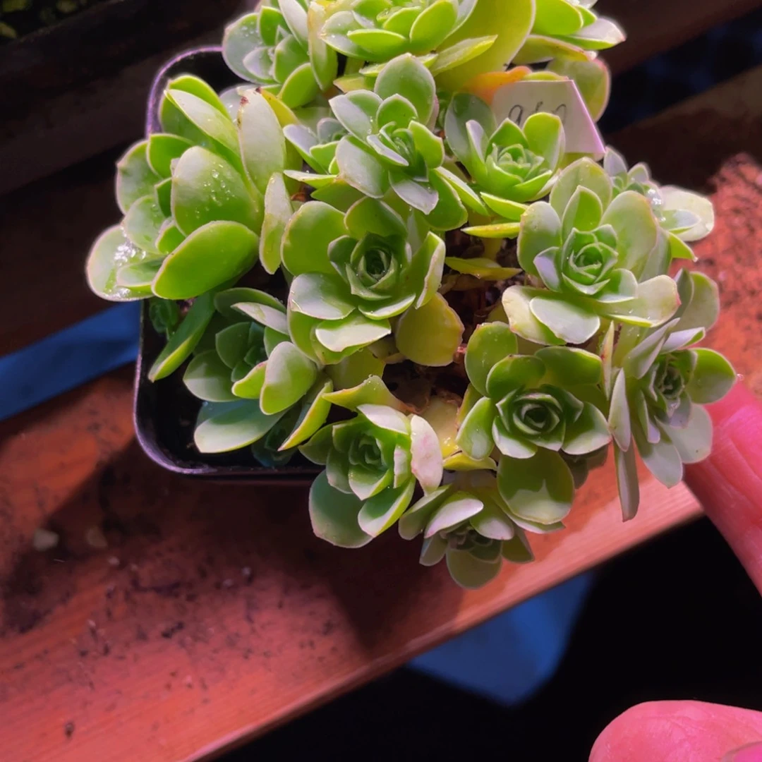 蛋****蛋樱桃丸子带盆960多肉植物