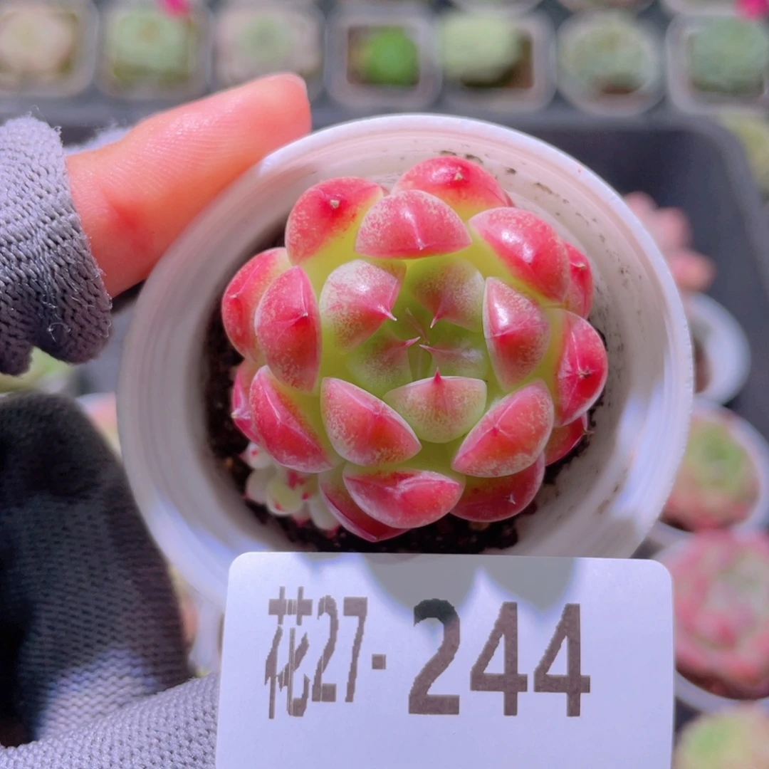花利美27-244新品