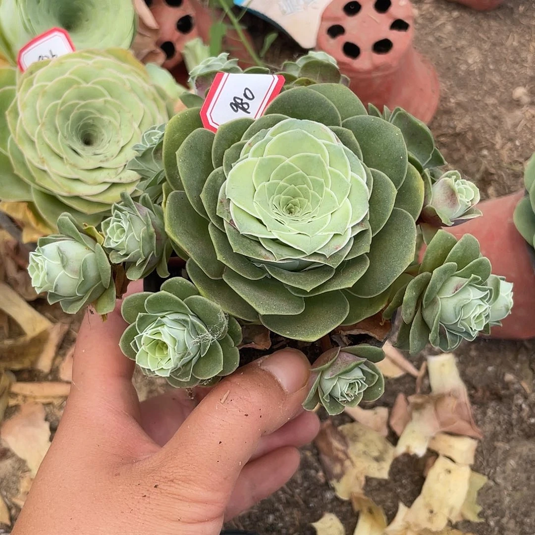 山地玫瑰多肉不售后 980