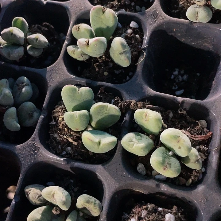 口笛群2.5带土发