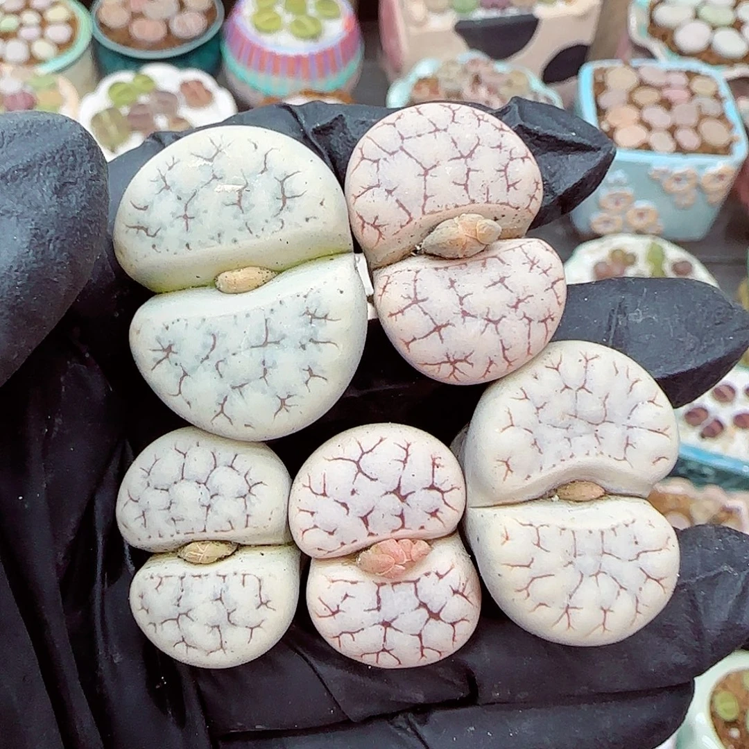 生石花满18包邮0928-255