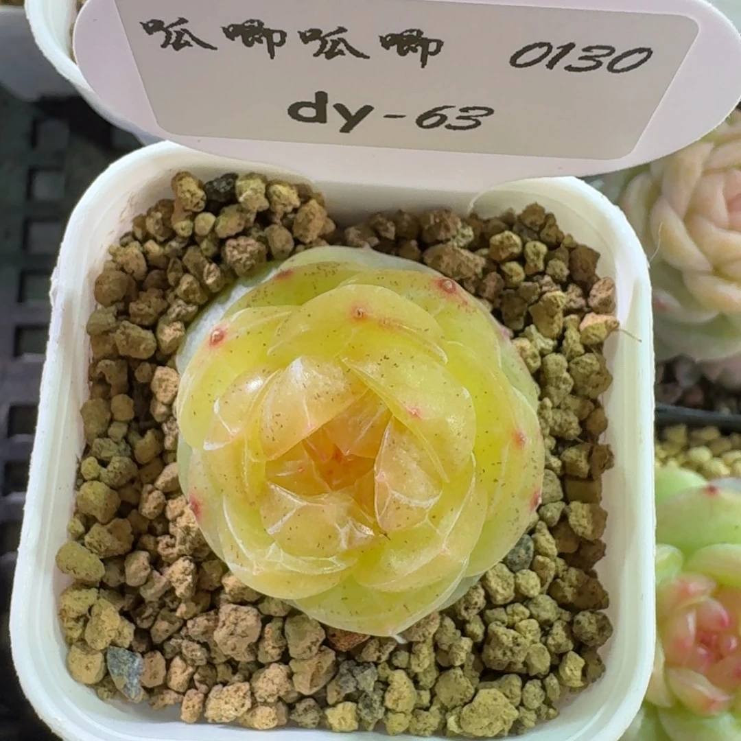 0130-063-素素单头一颗