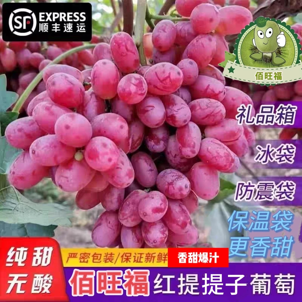 新鲜应季红提子鲍汁红提整箱现摘脆甜鲜葡萄小孩孕妇水果顺丰包邮葡萄同城送辽宁省