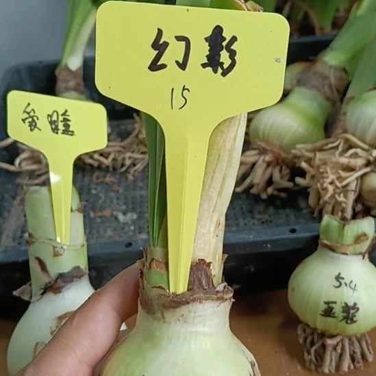 无花朵幻影5.8裸球发货