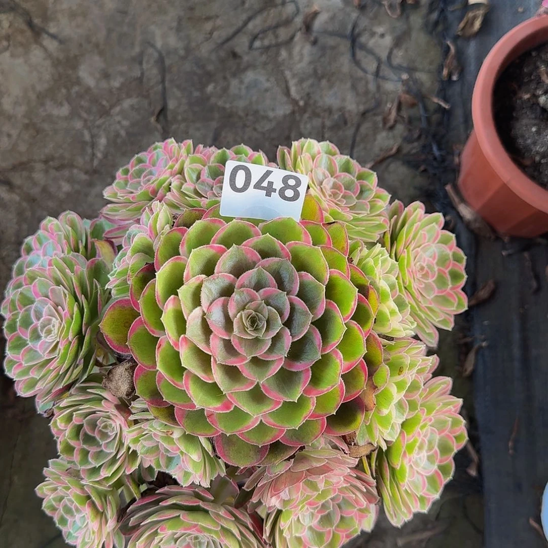 玉芙蓉带盆土148888
