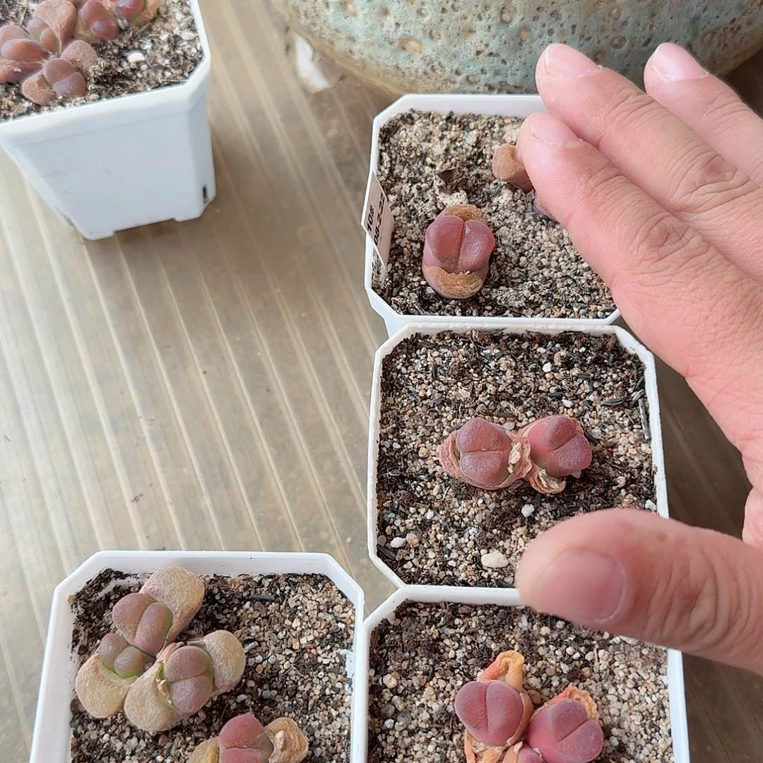 爱****师多肉植物多肉植物