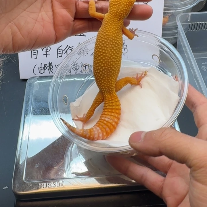 豹纹守宫阳光妹妹