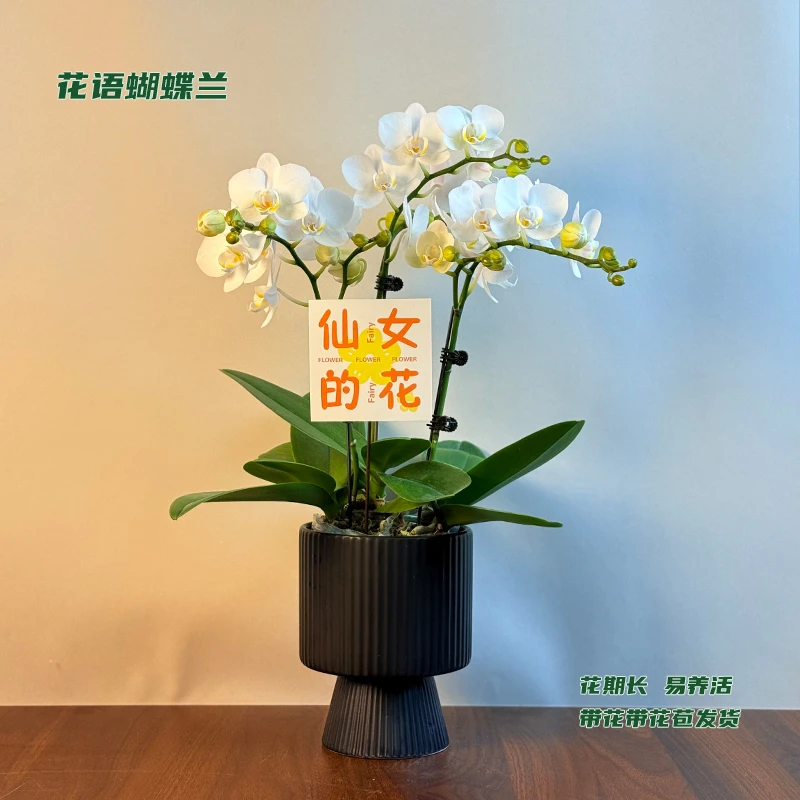 蝴蝶兰【因斯布鲁克】 带花带花苞发货 室内客厅阳台花卉 好养易活