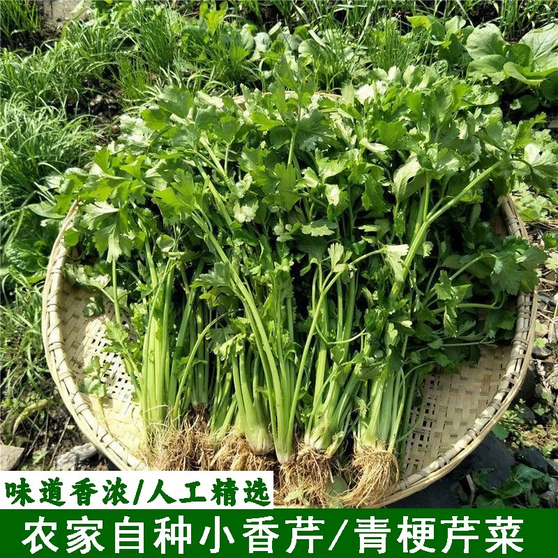 【香芹菜】湖南农家美味美生态营养称重食用高山田间散装蔬菜组合