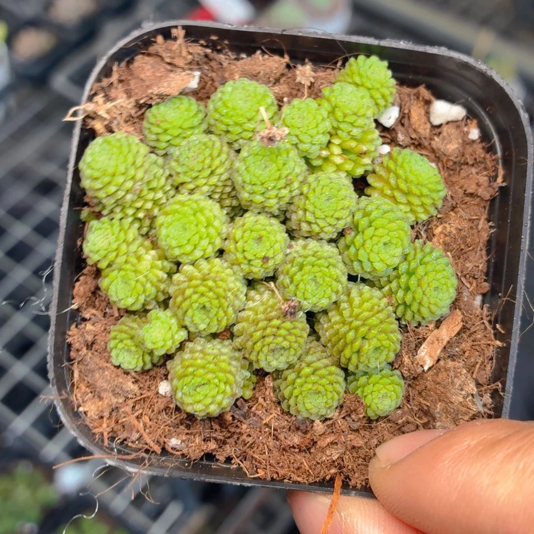 魔男多肉9.9包邮发货