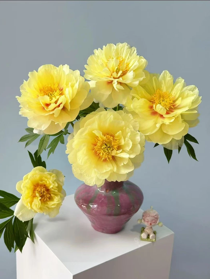 【现货名品芭茨拉】花神芍药客厅日常养花质感高级氛围感鲜花