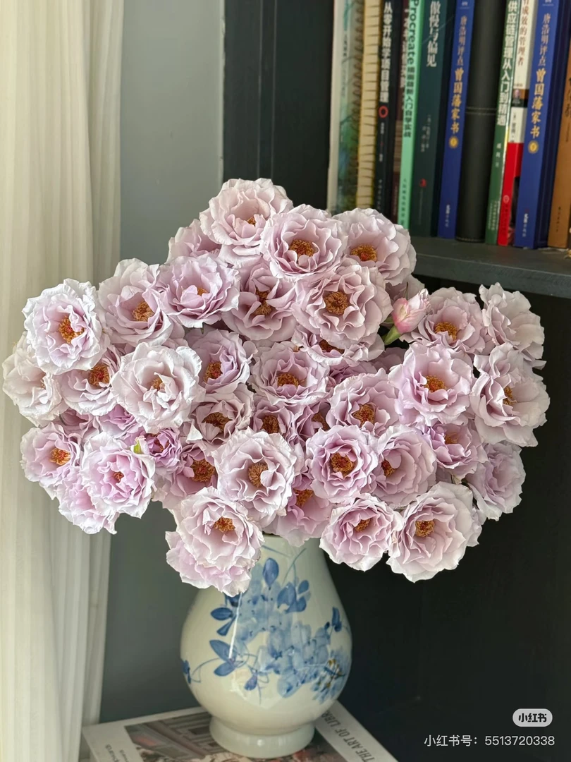 多头玫瑰-禾锦紫雾公主10支！三件顺丰空运20%不售后