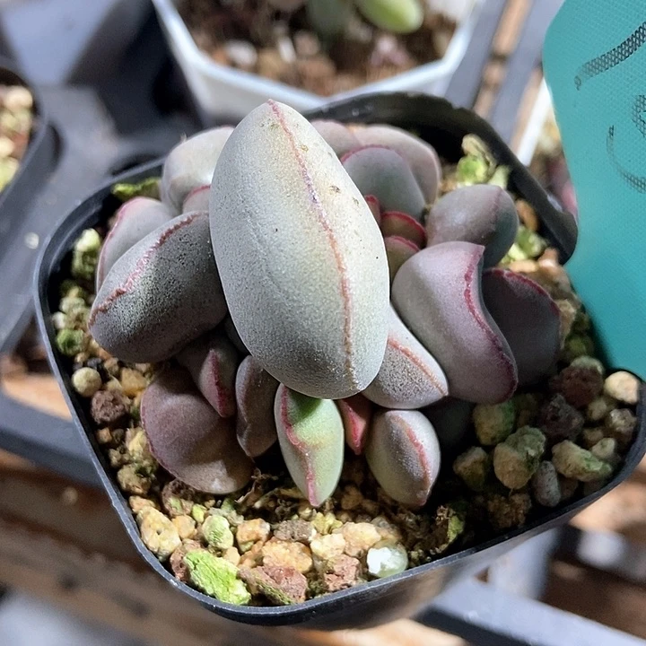 ?*多肉植物1505多肉