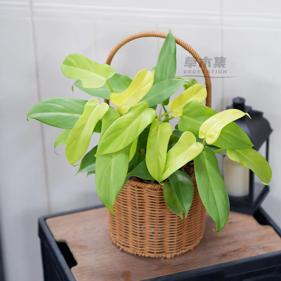 《草木集｜黄金小提琴蔓绿绒》以形为琴，以根为弦，风起旋律动。