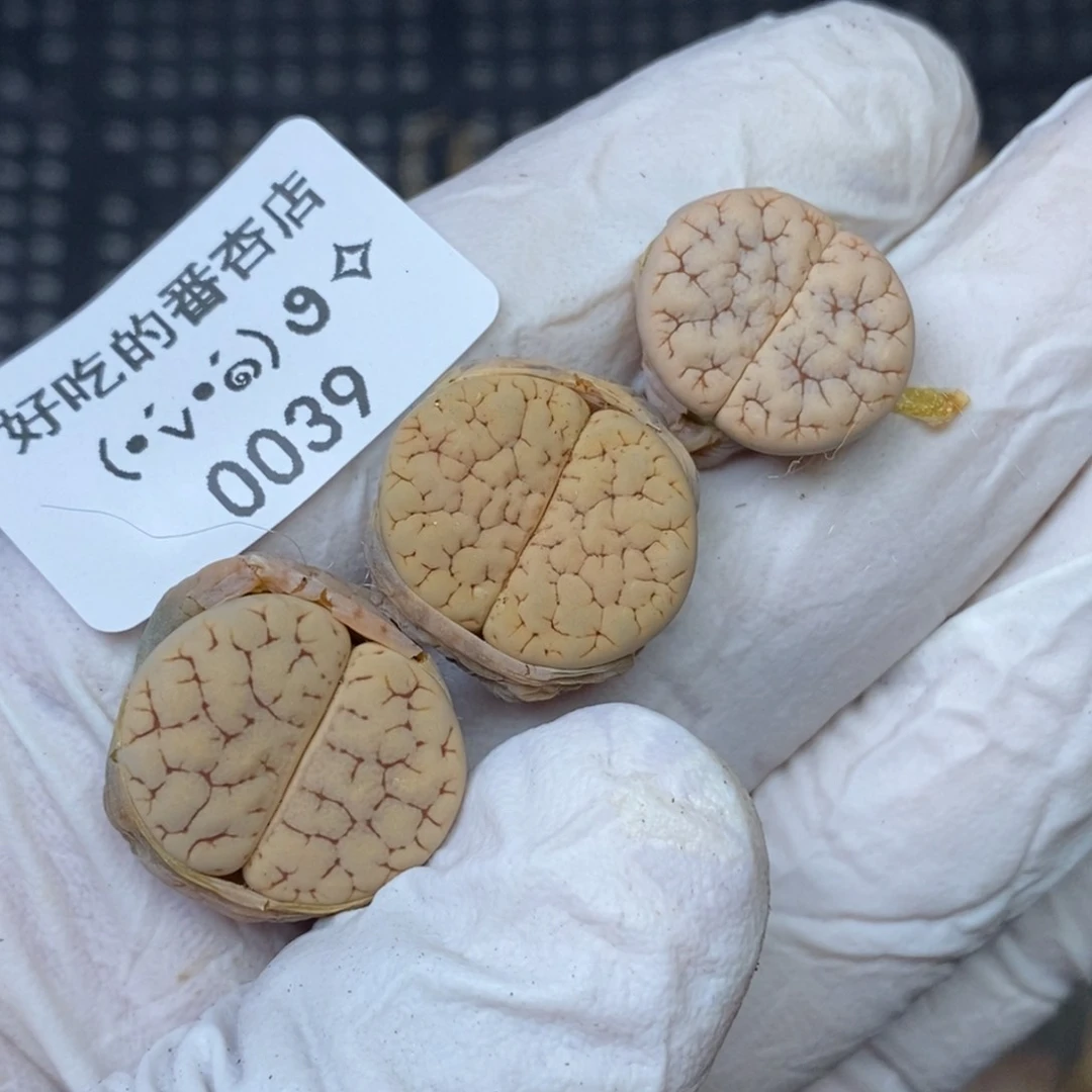 0039。零下拍保温.18包邮.当天凑哦