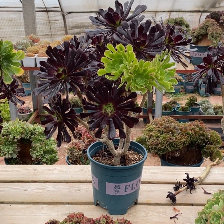 阴阳法师自然返租