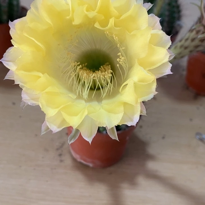 梁****师彩草仙人球系列