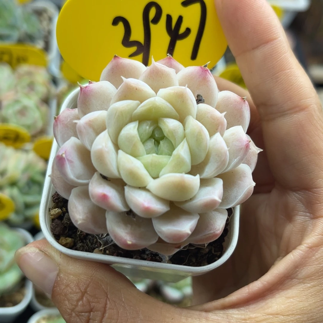 水果糖单头可拍3947