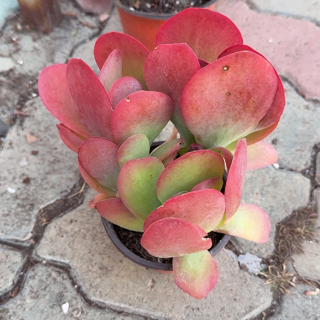 唐寅群生多肉植物