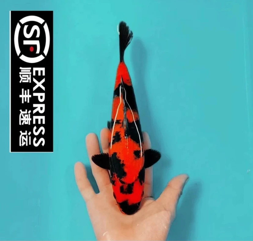 筱田绯写顺丰包活包邮