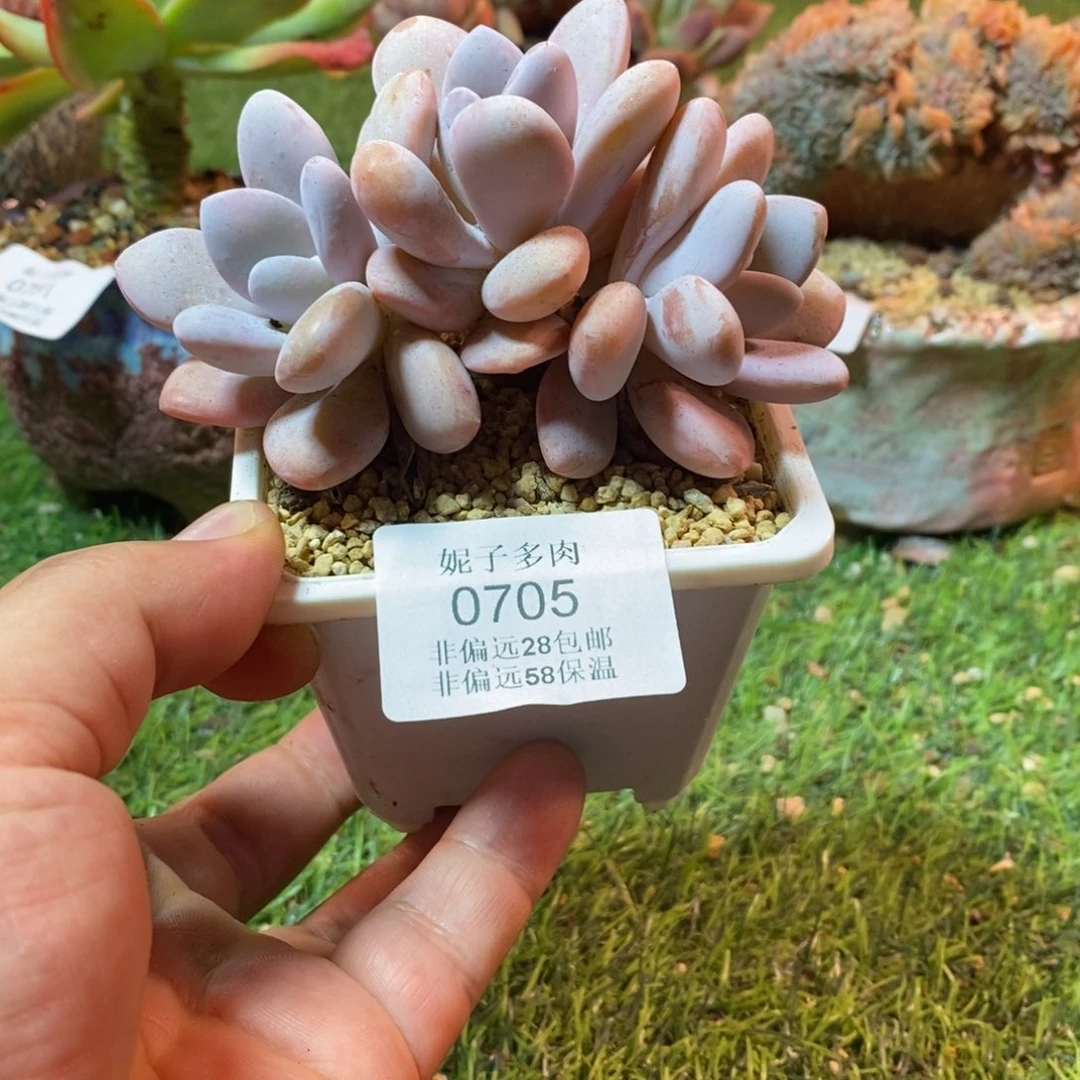 0705啊啊啊啊啊啊啊