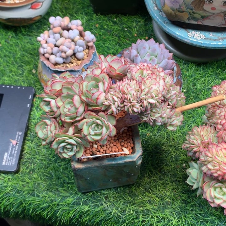 牡丹亭树缀潜力股发货