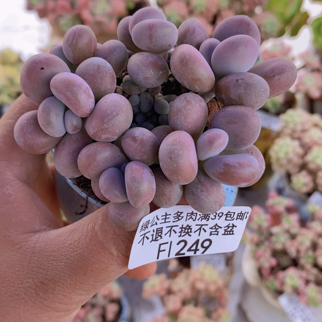 腰子桃蛋6cm249多肉植物