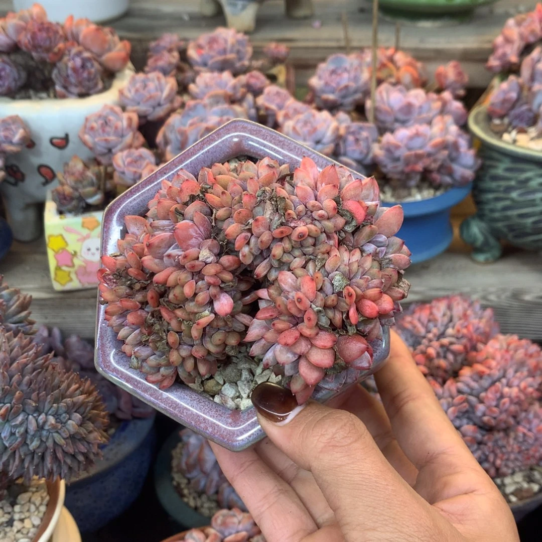 石榴籽小缀花花花