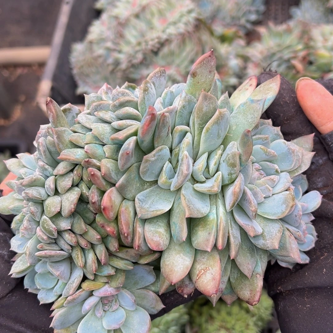 水蜜桃冰魄缀微瑕