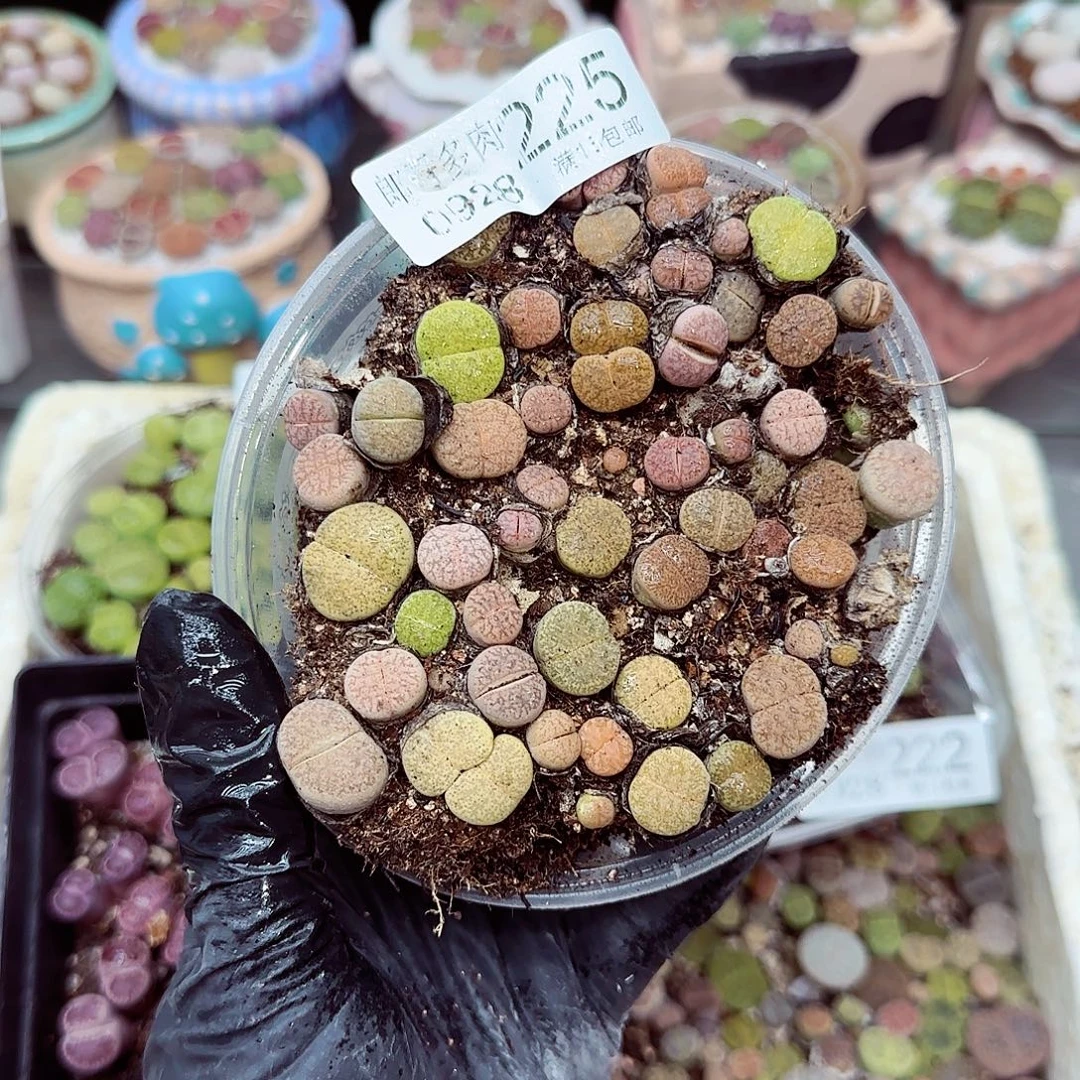 生石花满18包邮0928-225