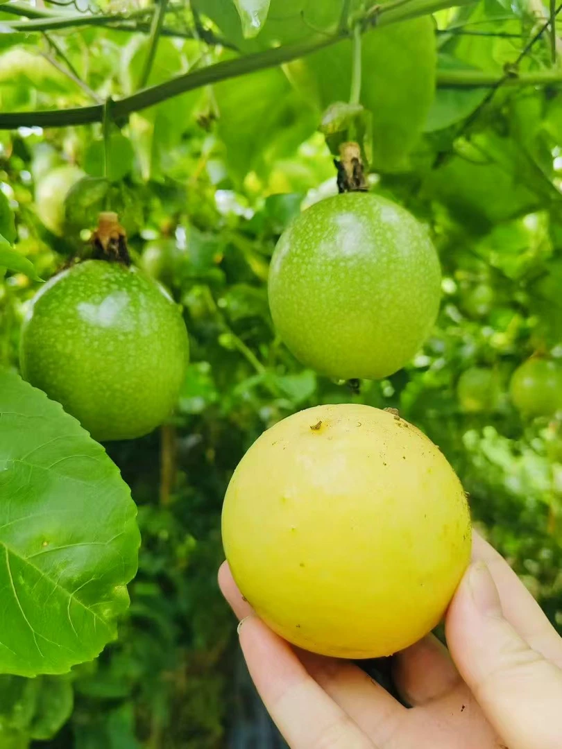 维C小金矿｜黄金百香果5斤装·喝出透亮肌
