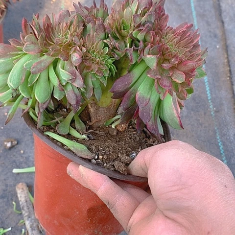 362万黄缀化多肉植物