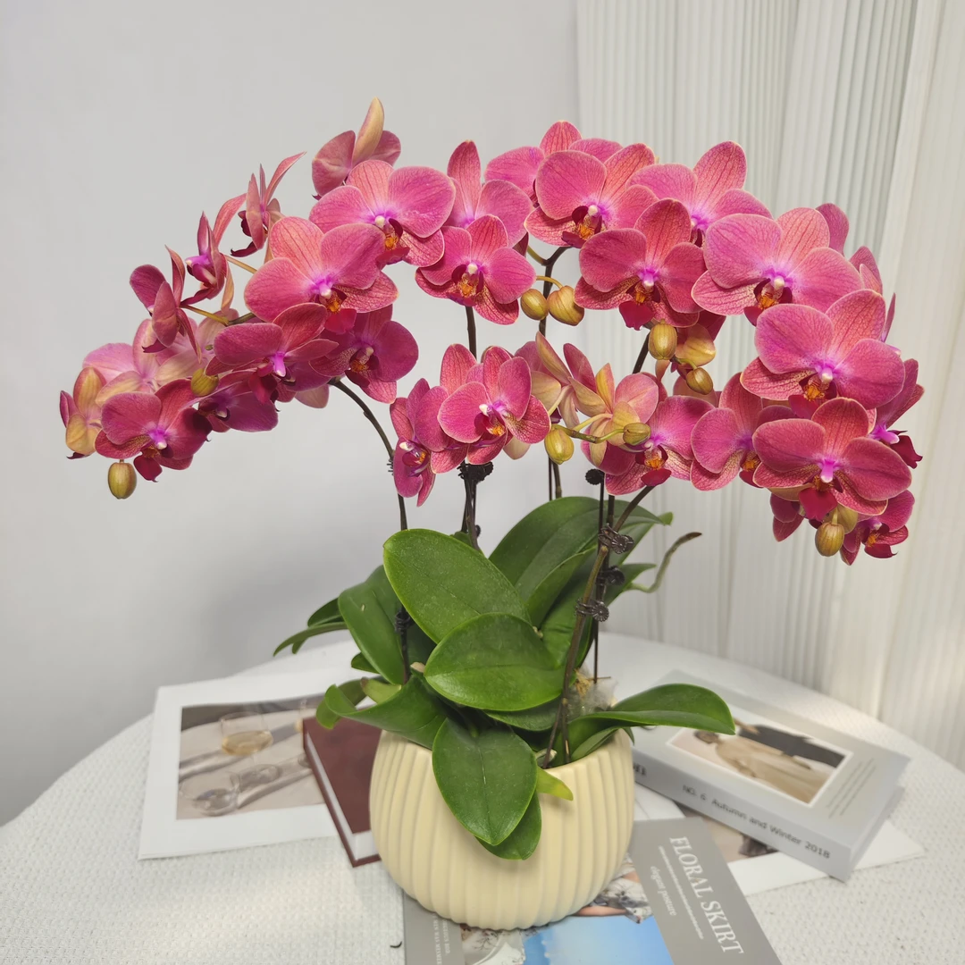 《鸿运当头》红色系礼品蝴蝶兰精致组盆带花带花苞