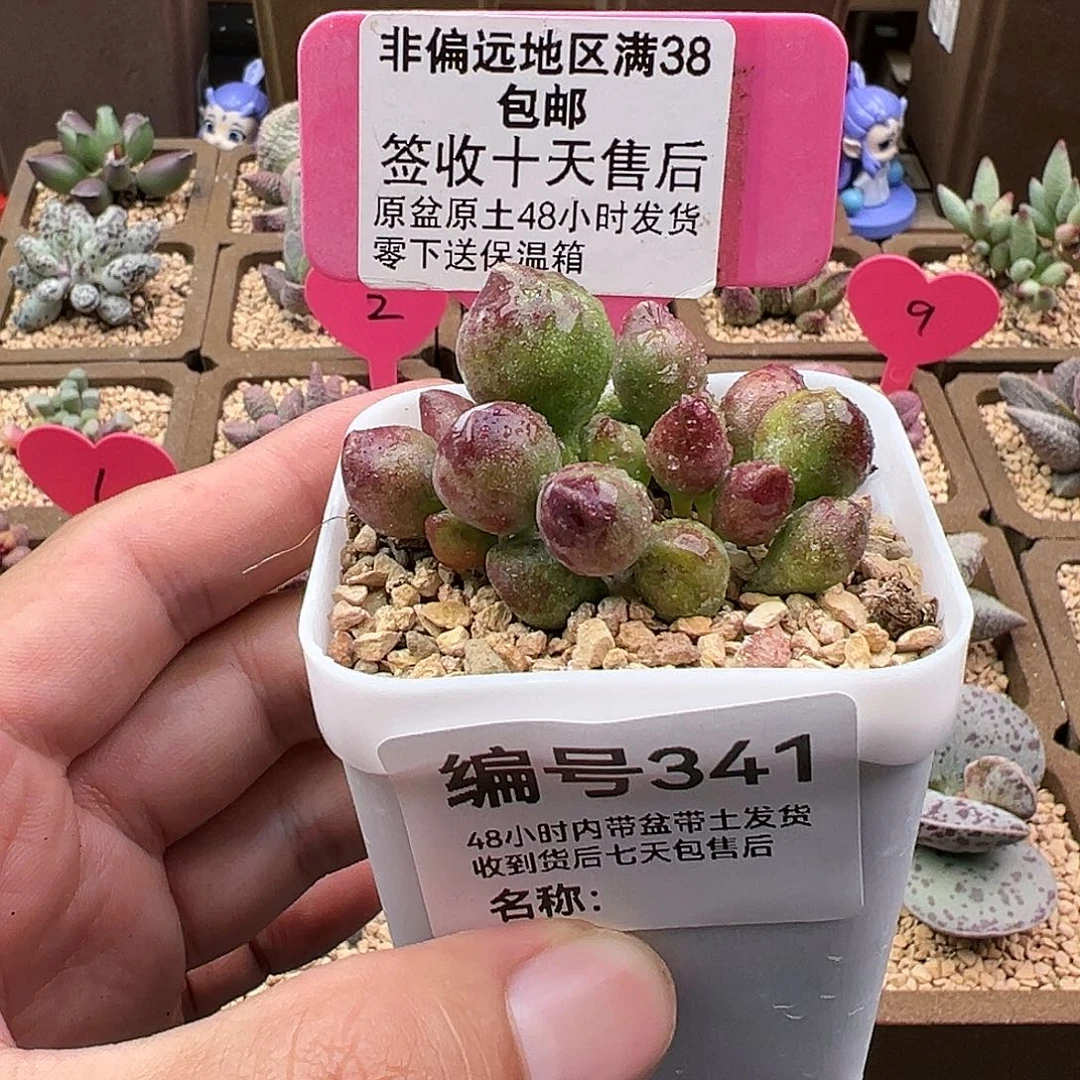 ?*341鼓锤多肉植物