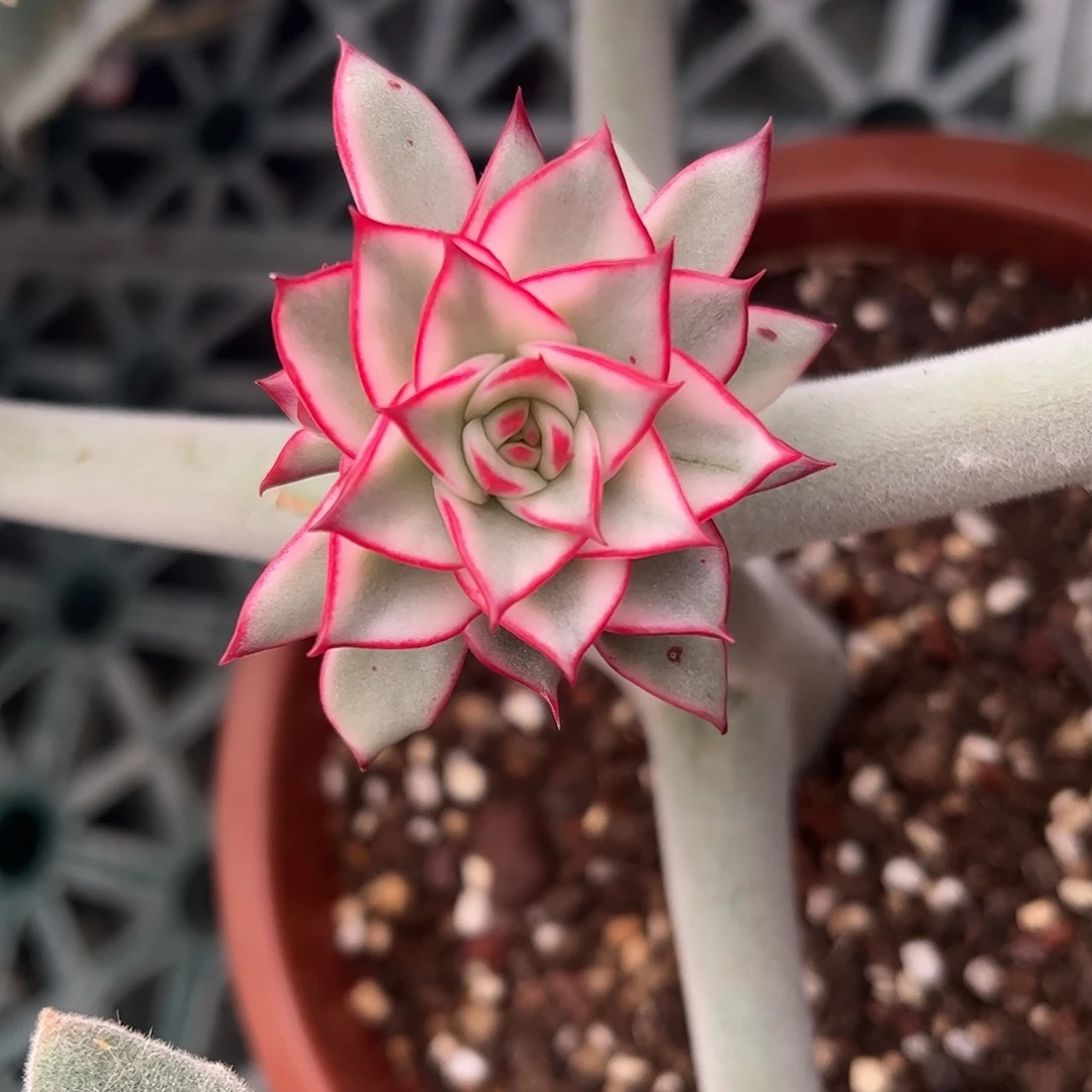 吉赛尔锦 带侧芽 一物一拍