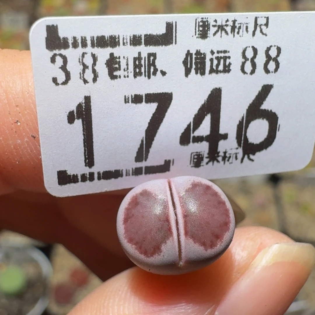 Ssss精品生石花1746