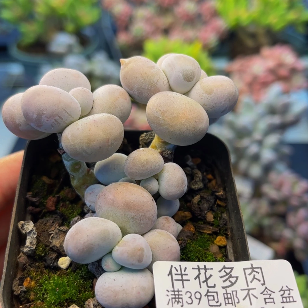 1304-芭比奶多肉5vm