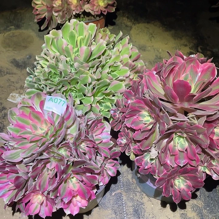 @*芯多肉植物断枝不包77法师3颗