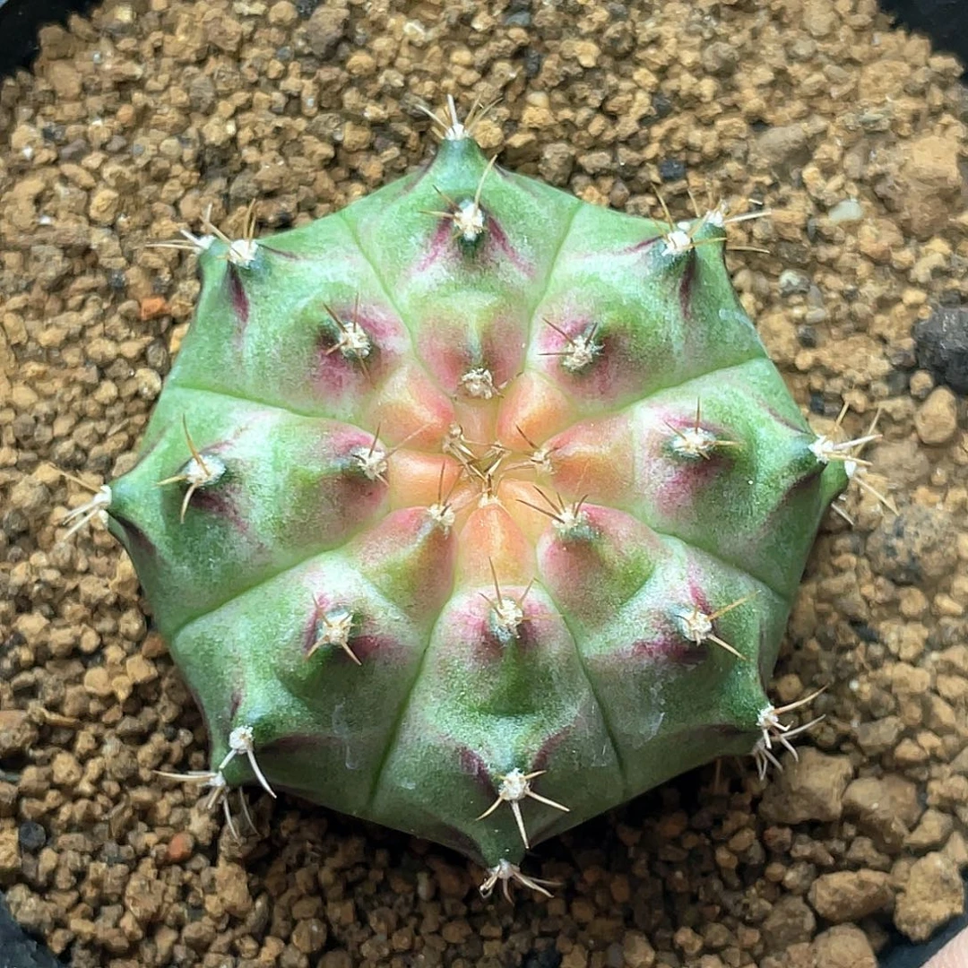 无花朵泰系实生根，轮回1