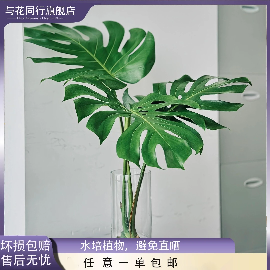 水培龟背竹高品质云南鲜花基地直发家用水培花卉室内养