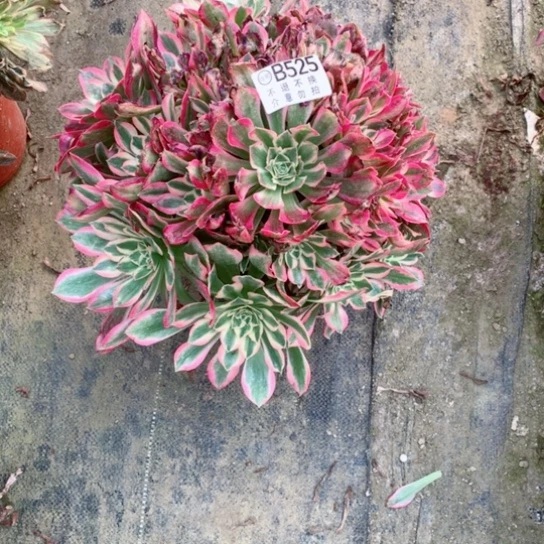 多肉植物女巫525