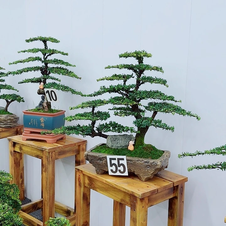 松树盆景一物一拍