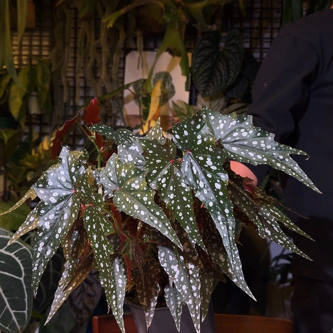 完全开放N111沙丁鱼秋海棠